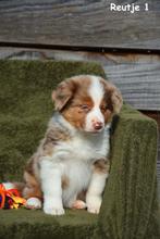 Chocolat Tan Merle Border collie pups, Colley, Plusieurs, Hépatite contagieuse (maladie de Rubarth), Belgique