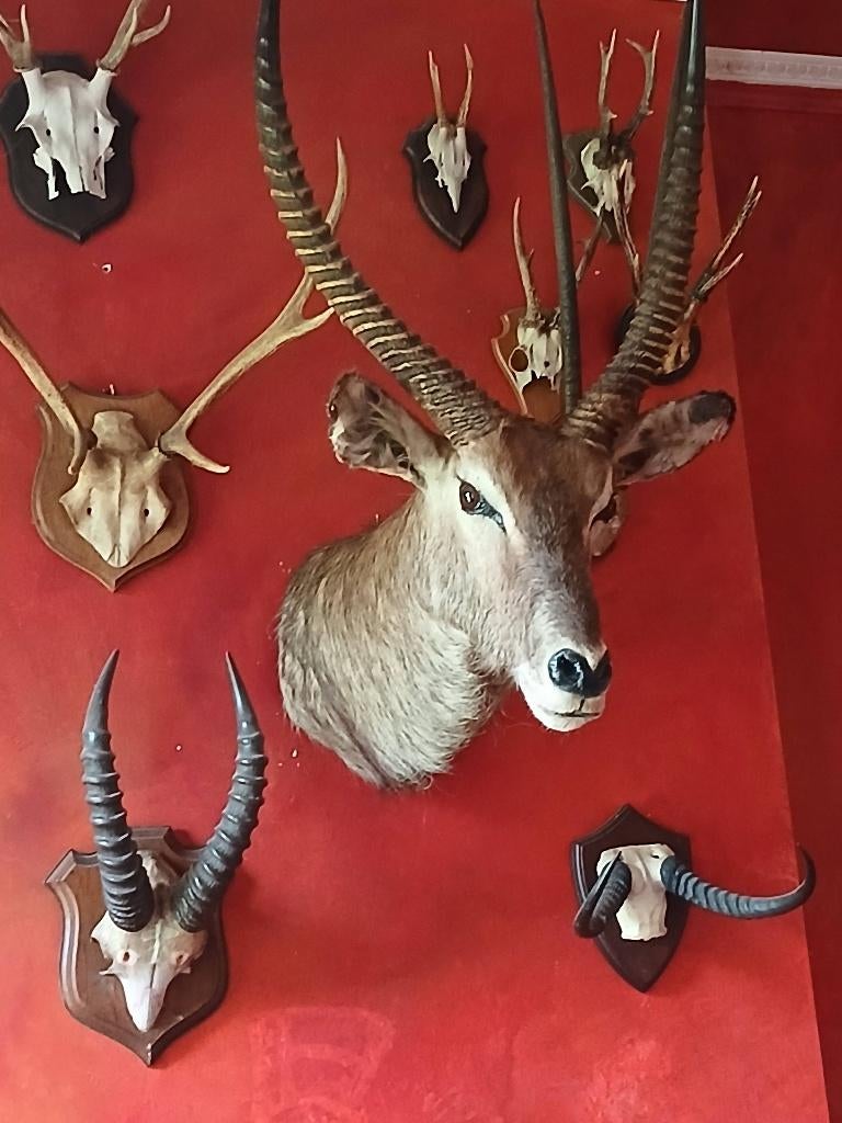 Collection tête et crâne d'animaux, Collections, Collections Animaux, Enlèvement, Utilisé, Cerf, Crâne