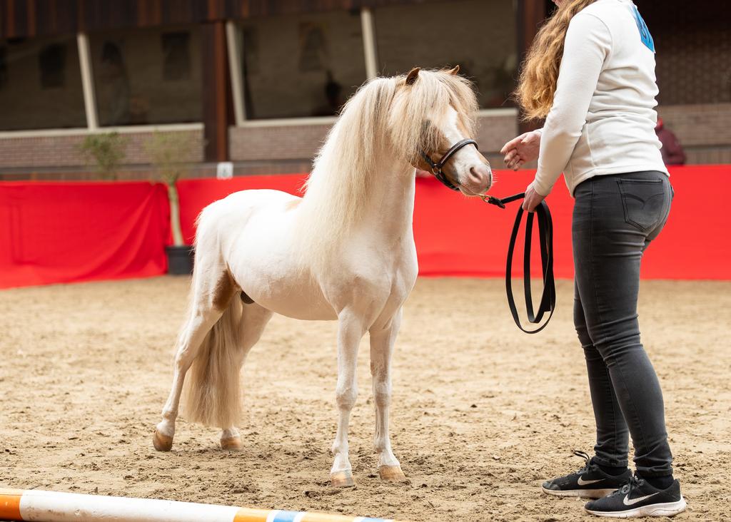 Dekhengst vos splash tobiano met twee blauwe ogen, Hengst