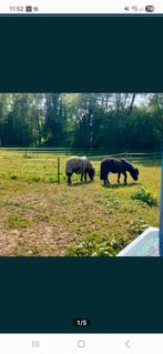 Twee merrie s moeder en dochter, Merrie