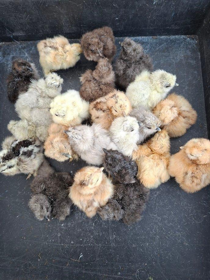 kuikens van USA zijdehoen, Dieren en Toebehoren, Pluimvee, Kip, Geslacht onbekend