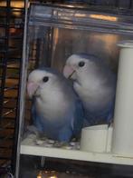 ., Plusieurs animaux, Perroquet nain ou Inséparable, Parleur