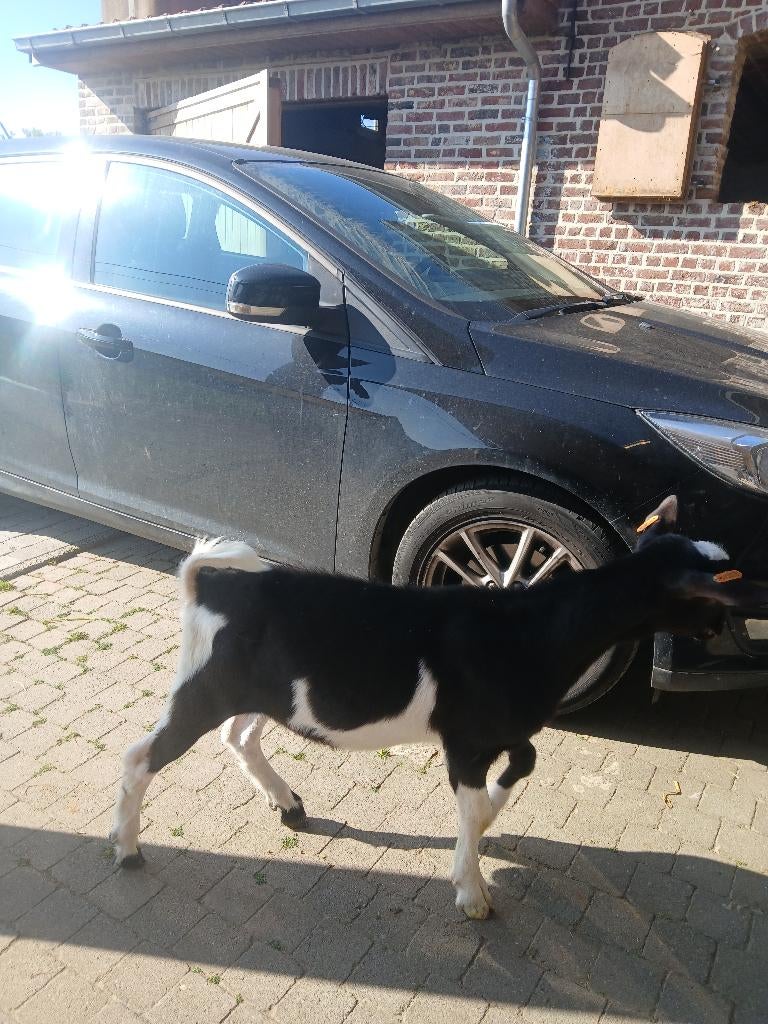 geiten bokje bonte melkgeit, Dieren en Toebehoren, Mannelijk, Geit, 0 tot 2 jaar