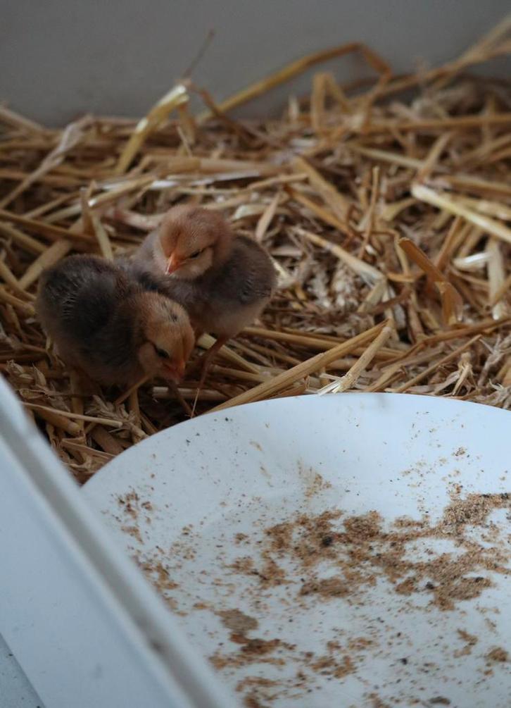 Poussins à réserver pour le week-end de Pâques, Animaux & Accessoires, Volatiles, Poule ou poulet, Plusieurs animaux