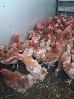 Legkippen, Vrouwelijk, Kip