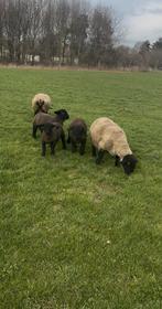 Suffolk lammen te koop, Dieren en Toebehoren