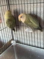 Agapornis roseicolli, Dieren en Toebehoren, Vogels | Parkieten en Papegaaien, Meerdere dieren, Dwergpapegaai of Agapornis