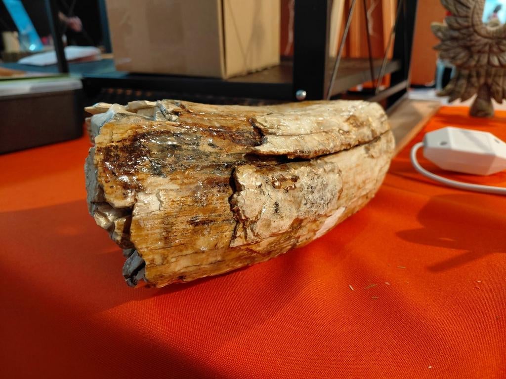 Mammoet slagtand, Ophalen of Verzenden