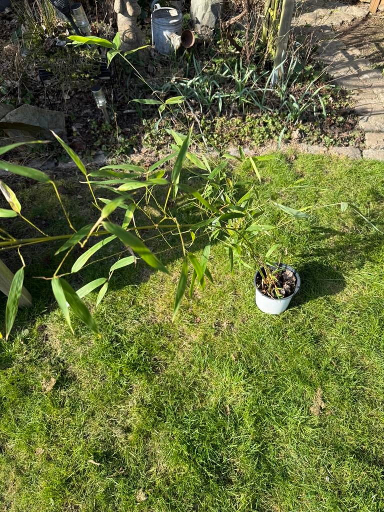 Bamboe plant, Tuin en Terras, Ophalen, Bamboe