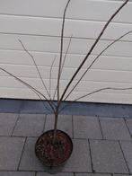 Amelanchier Lamarckii, Jardin & Terrasse, Plantes | Arbustes & Haies, Enlèvement