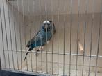 Grasparkieten blfblw, Dieren en Toebehoren, Vogels | Parkieten en Papegaaien