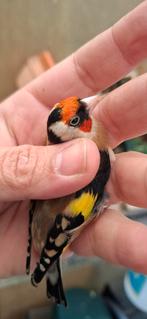 Chardonneret parva, Dieren en Toebehoren