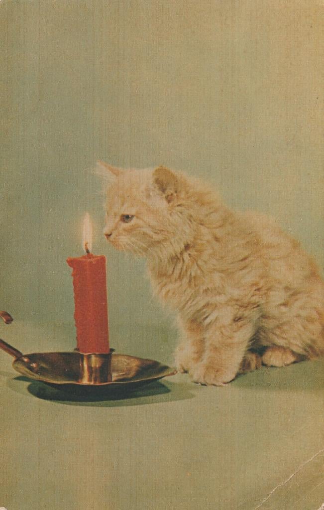 KAT   3, Collections, Cartes postales | Animaux, Envoi, 1940 à 1960, Affranchie, Chien ou Chat