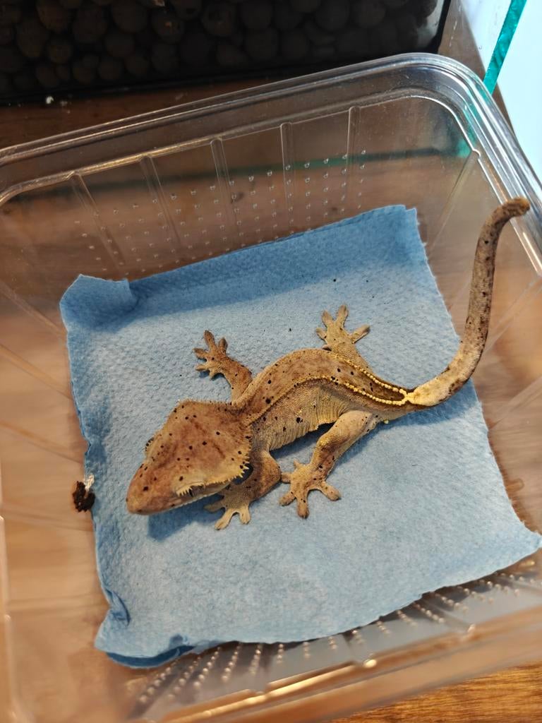 Wimpergecko dalmatiër 2025, Dieren en Toebehoren, 0 tot 2 jaar