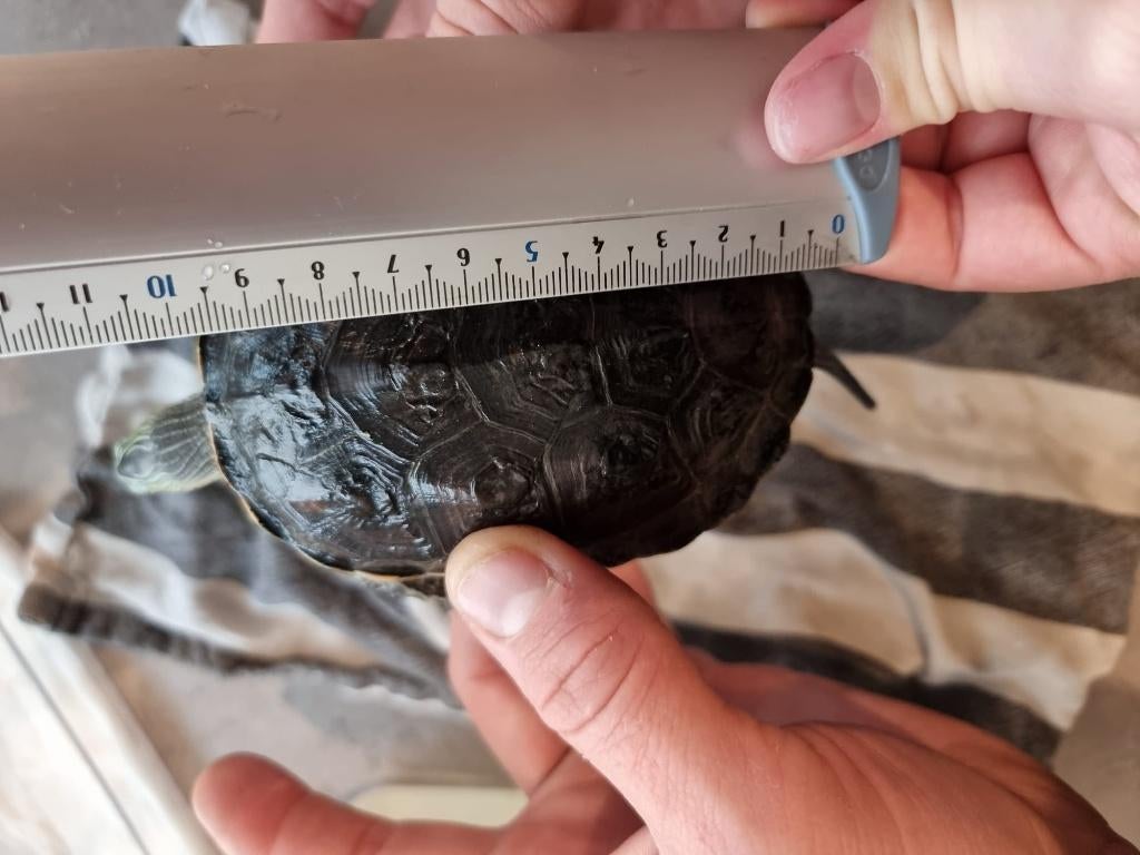 streepjes waterschildpad 3jaar, Schildpad, Tam, 3 tot 6 jaar