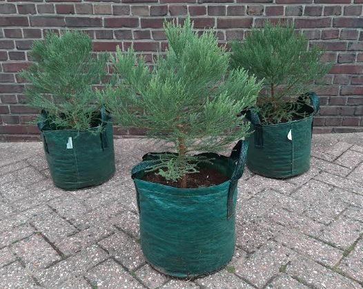 50cm Giant Sequoia / mammoetbomen met bezorging in Belgie, Tuin en Terras, Planten | Bomen, Overige soorten, Minder dan 100 cm
