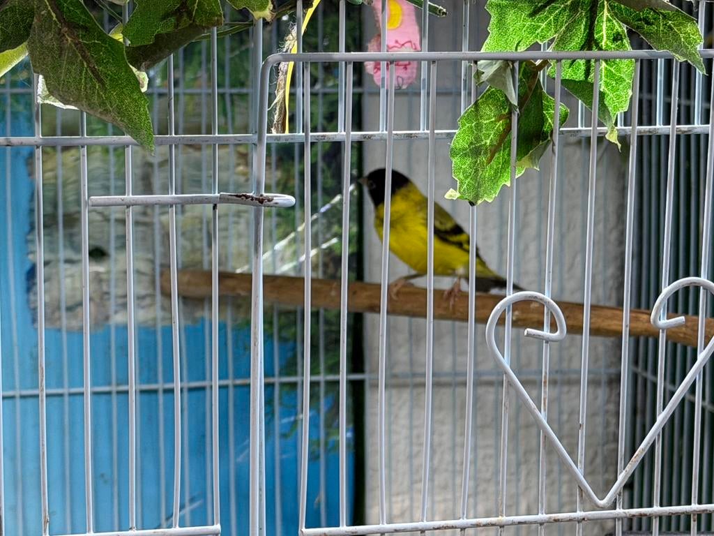 Tarin magellon, Animaux & Accessoires, Enlèvement ou Envoi