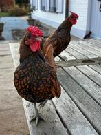 Sebright haan, Mannelijk, Kip