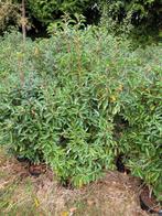 Mooie korting op portugese laurierhaag ideaal nu planten, Tuin en Terras, Ophalen of Verzenden, Buxus