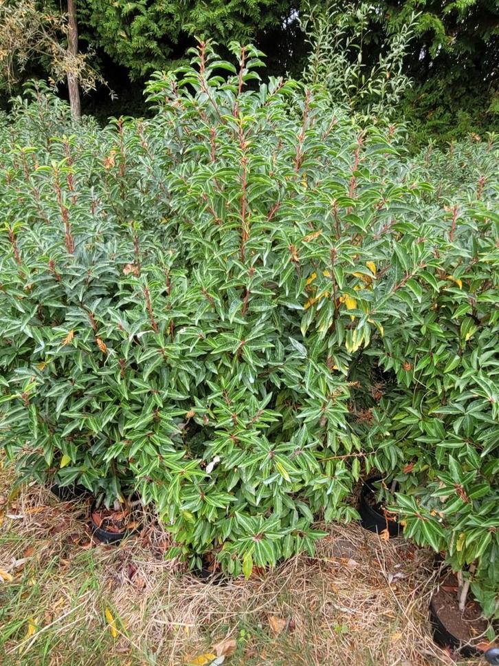 Mooie korting op portugese laurierhaag ideaal nu planten, Tuin en Terras, Planten | Struiken en Hagen, Buxus, Ophalen of Verzenden