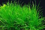 Net echt gras onderwater ( aquarium plant ) B. Japonica, Animaux & Accessoires, Plante(s), Pierre ou Bois, Enlèvement ou Envoi