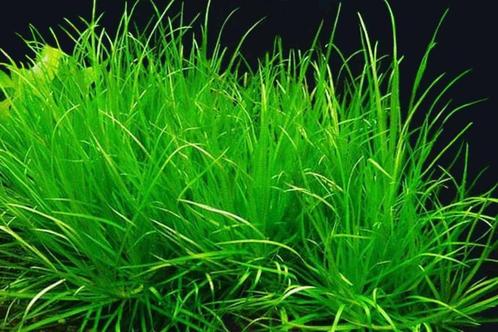 Net echt gras onderwater ( aquarium plant ) B. Japonica, Dieren en Toebehoren, Vissen | Aquaria en Toebehoren, Nieuw, Plant(en), Steen of Hout
