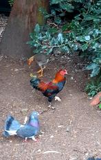 Prachtig jong krielhaantje