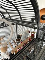 Halsbandparkiet blue pellet halftam, Animaux & Accessoires, Oiseaux | Perruches & Perroquets, Mâle, Perruche, Domestique