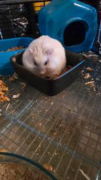 Zgan Grote Kooi + Hamster compleet met vele leuke dingen !!!, Enlèvement ou Envoi, Comme neuf, Cage, Hamster