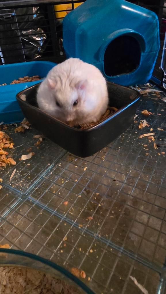 Zgan Grote Kooi + Hamster compleet met vele leuke dingen !!!, Animaux & Accessoires, Rongeurs & Lapins | Cages & Clapiers, Comme neuf