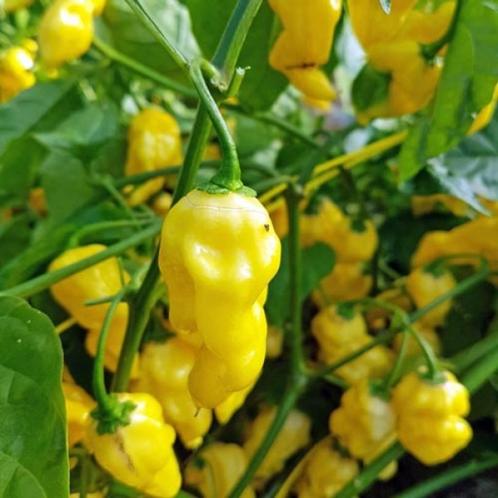 Peperzaden HABANERO HOT LEMON (20 stuks), Tuin en Terras, Bloembollen en Zaden, Zaad, Voorjaar, Volle zon, Verzenden