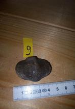 Fossiles en spirale (NR9), Collections, Enlèvement ou Envoi, Fossile