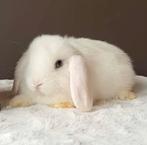 Minilop voedstertje, Dieren en Toebehoren, Konijnen, Vrouwelijk, Dwerg, Hangoor, 0 tot 2 jaar