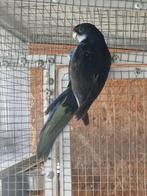 Pop rosella '25, Vrouwelijk, Parkiet, Geringd