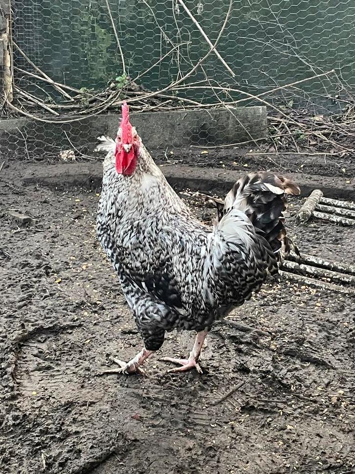 Gratise haan, Dieren en Toebehoren, Pluimvee, Kip, Mannelijk