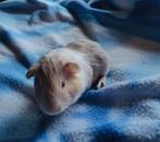 Jonge cavia zeugjes lees beschrijving, Décembre, Domestique, Cobaye, Femelle