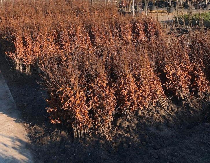 Beuk aan stuntprijzen!, Tuin en Terras, Planten | Tuinplanten, Ophalen