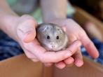 Jonge Kleine Russische Dwerg Hamsters, Animaux & Accessoires, Rongeurs, Hamster, Plusieurs animaux