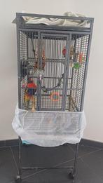 Loriquet, Animaux & Accessoires