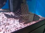 jonge zeilboot pleco, Zoetwatervis