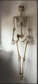 skelet, Diversen, Ophalen, Zo goed als nieuw
