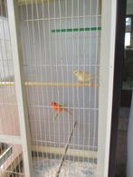 2 mooie jonge kanaries, Dieren en Toebehoren, Geslacht onbekend, Kleurkanarie