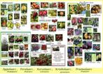 OPRUIMING FRUITBOMEN (APPELS, PEREN,..) IN POT, 5€/STUK !!!!, Volle zon, Vaste plant, Ophalen of Verzenden, Fruitplanten