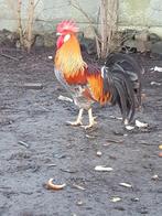 Broedeieren leghorn blauwpatrijs, Dieren en Toebehoren, Pluimvee, Geslacht onbekend, Kip