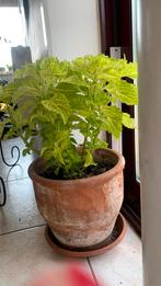 Siernetel  45 cm in terrakotta pot, Ophalen