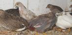 Chinese dwergkwartels, Dieren en Toebehoren, Pluimvee, Meerdere dieren, Overige soorten