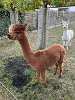 Alpaca merries van 1 jaar oud. 1000 € / per alpaca, Dieren en Toebehoren, Overige Dieren, Vrouwelijk