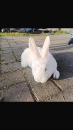 Witte Nieuw-Zeelander, Dieren en Toebehoren, Konijnen