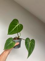 Philodendron gloriosum, Ophalen