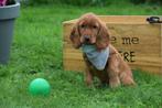 Engelse cocker spaniel pups, Dieren en Toebehoren, België, 8 tot 15 weken, Meerdere, Meerdere dieren